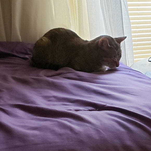 Meet your Posher, Lillian - Picture 1 of 1